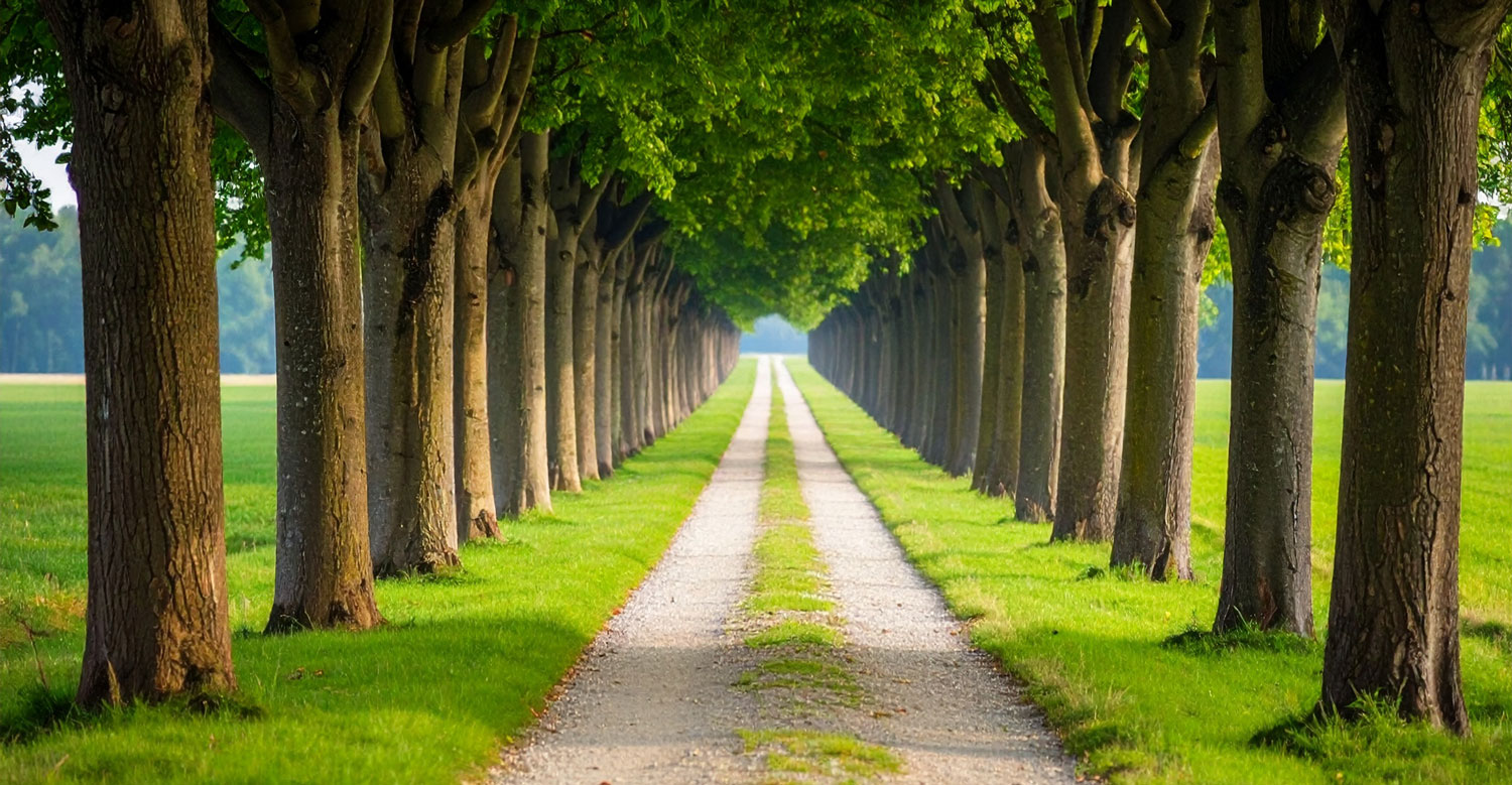 Bild einer Baumallee