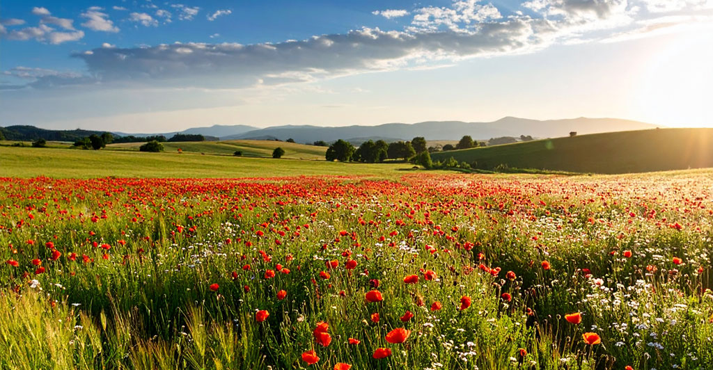 Bild eine Blumenwiese mit Blick auf den Horizont